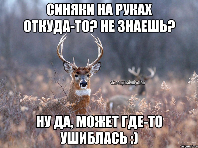 синяки на руках откуда-то? Не знаешь? Ну да, может где-то ушиблась :), Мем   Наивный олень