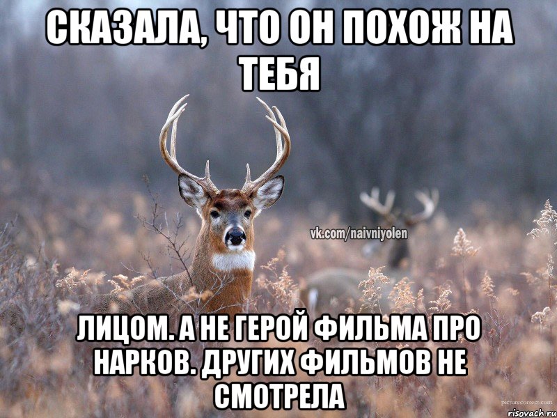 Сказала, что он похож на тебя Лицом. А не герой фильма про нарков. Других фильмов не смотрела, Мем   Наивный олень