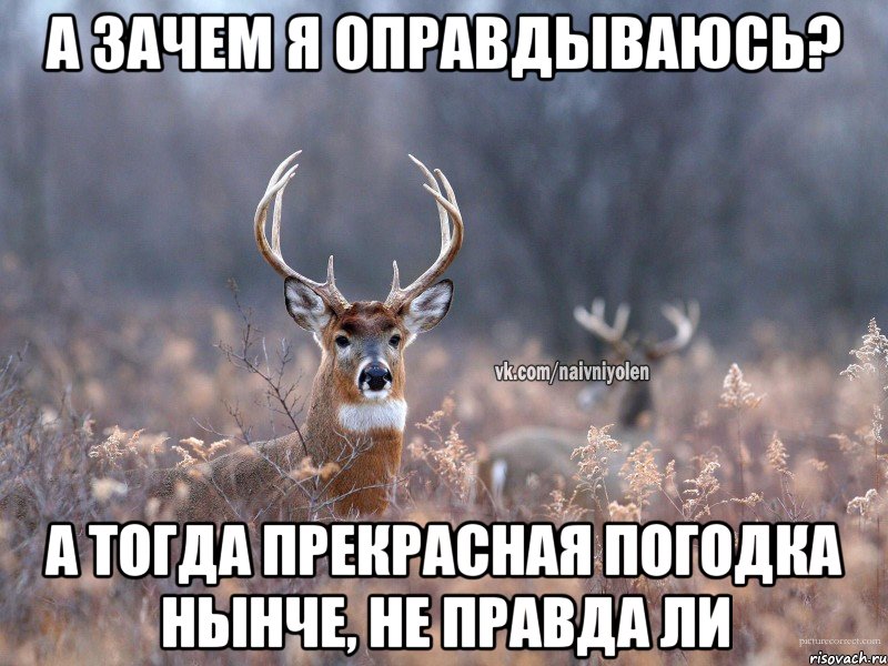 А зачем я оправдываюсь? А тогда прекрасная погодка нынче, не правда ли, Мем   Наивный олень