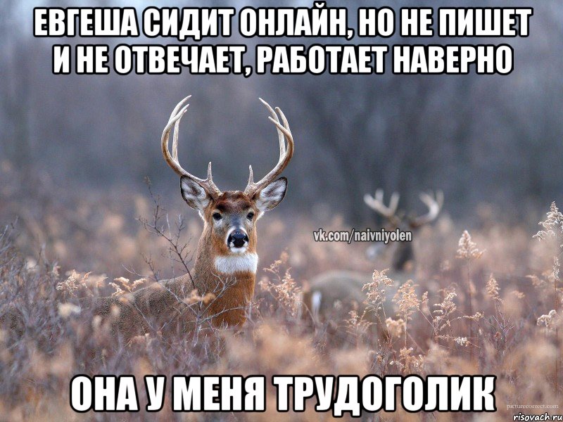 Евгеша сидит онлайн, но не пишет и не отвечает, работает наверно Она у меня Трудоголик, Мем   Наивный олень