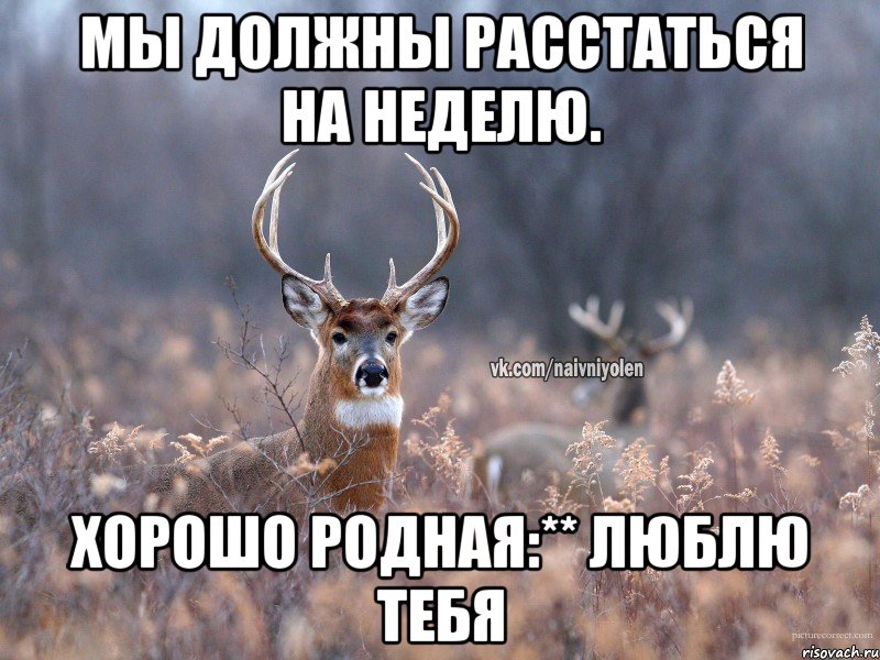 Мы должны расстаться на неделю. Хорошо родная:** люблю тебя, Мем   Наивный олень