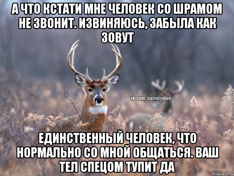 А что кстати мне человек со шрамом не звонит. Извиняюсь, забыла как зовут Единственный человек, что нормально со мной общаться. Ваш тел спецом тупит да, Мем   Наивный олень