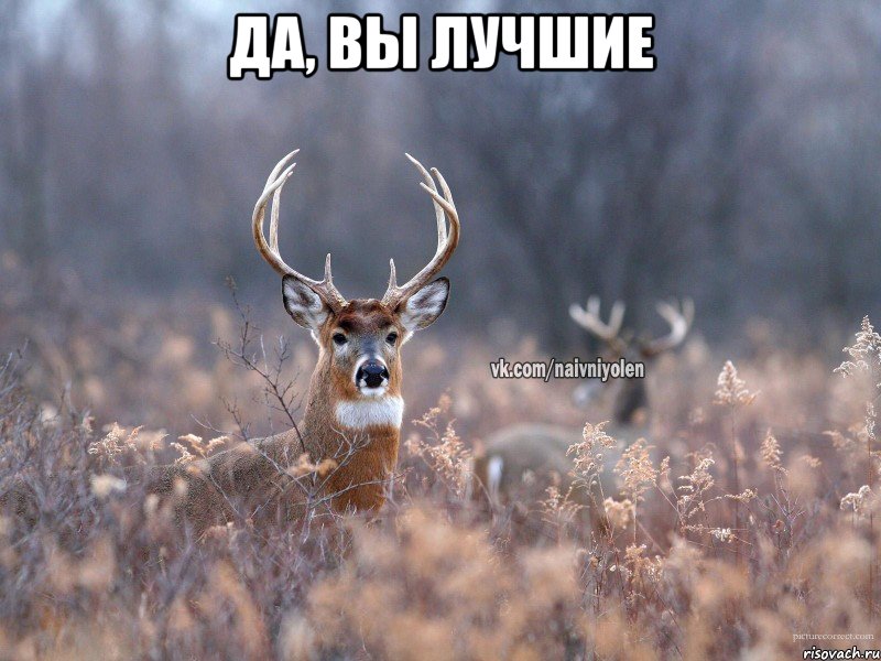 Да, вы лучшие , Мем   Наивный олень