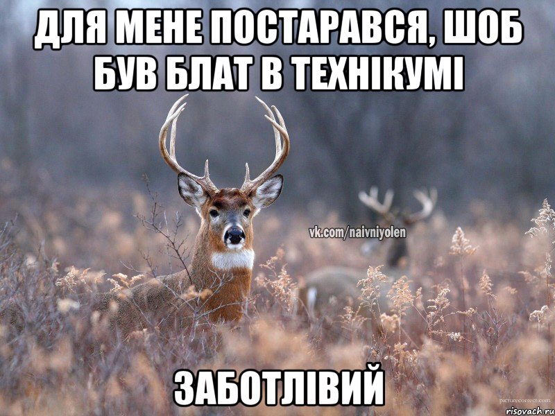 для мене постарався, шоб був блат в технікумі заботлівий, Мем   Наивный олень