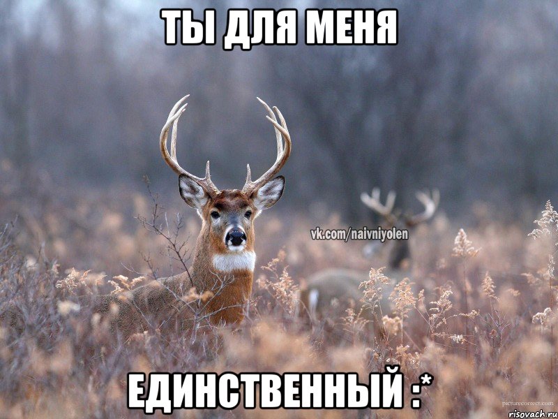 Ты для меня Единственный :*, Мем   Наивный олень