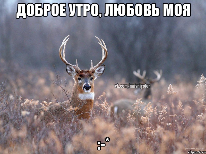 Доброе утро, любовь моя :-*, Мем   Наивный олень