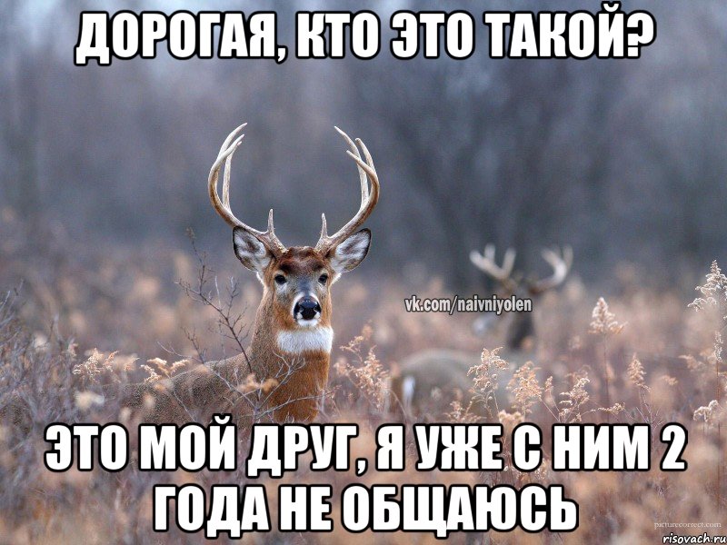 Дорогая, кто это такой? Это мой друг, я уже с ним 2 года не общаюсь, Мем   Наивный олень