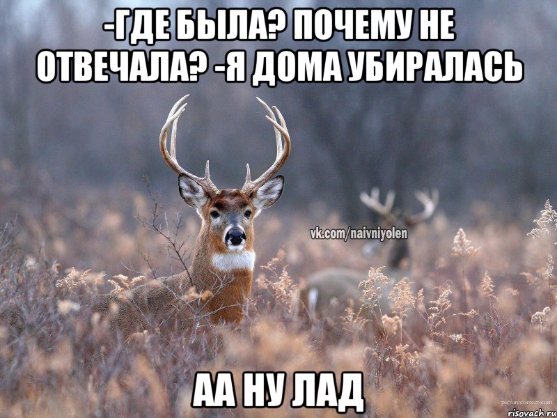 -где была? почему не отвечала? -я дома убиралась аа ну лад, Мем   Наивный олень