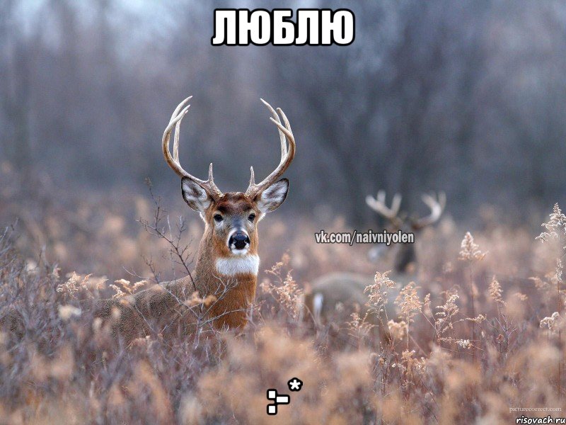 Люблю :-*, Мем   Наивный олень