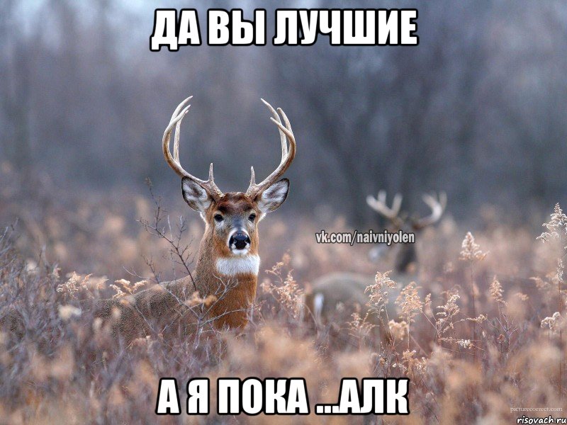 да вы лучшие а я пока ...алк, Мем   Наивный олень