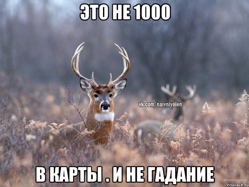 это не 1000 в карты . и не гадание, Мем   Наивный олень