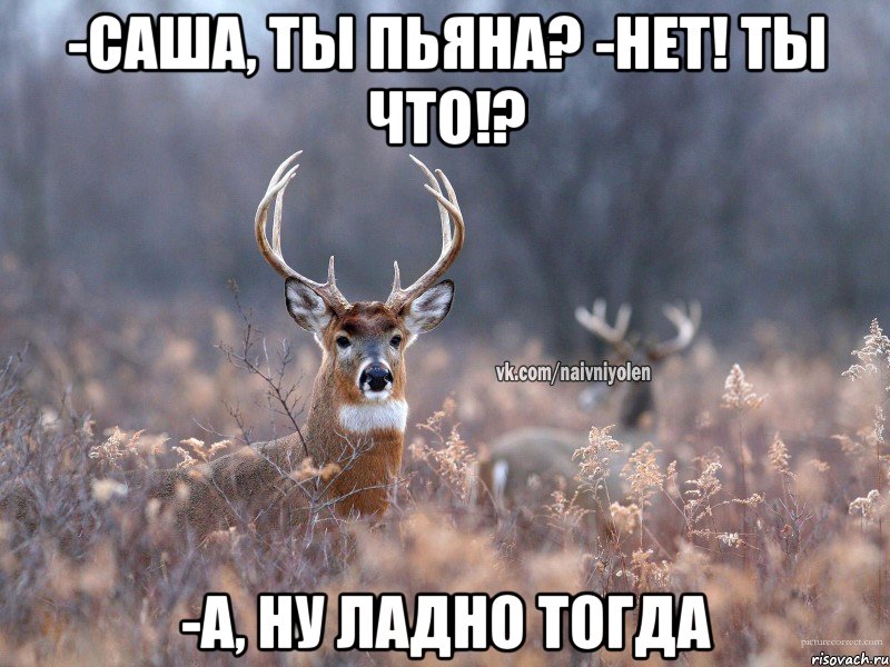 -Саша, ты пьяна? -Нет! Ты что!? -А, ну ладно тогда, Мем   Наивный олень