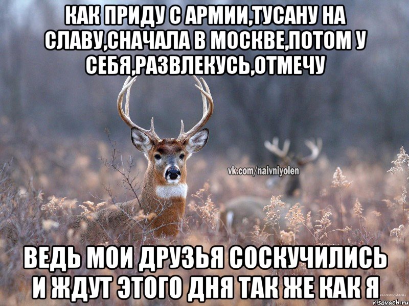 Как приду с армии,тусану на славу,сначала в москве,потом у себя,развлекусь,отмечу ведь мои друзья соскучились и ждут этого дня так же как я, Мем   Наивный олень