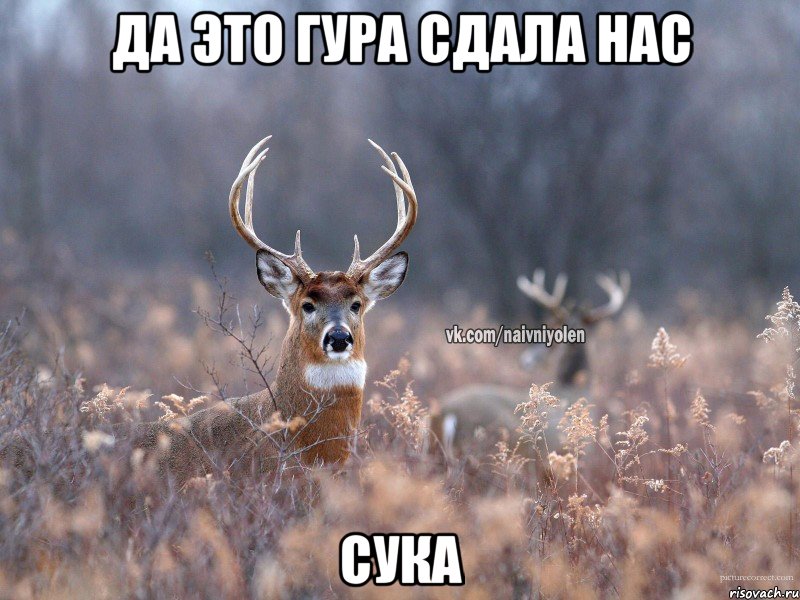 Да это Гура сдала нас СУКА, Мем   Наивный олень