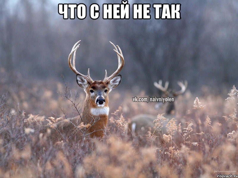 что с ней не так , Мем   Наивный олень