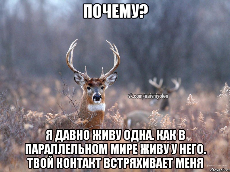 Почему? я давно живу одна. как в параллельном мире живу у него. твой контакт встряхивает меня, Мем   Наивный олень