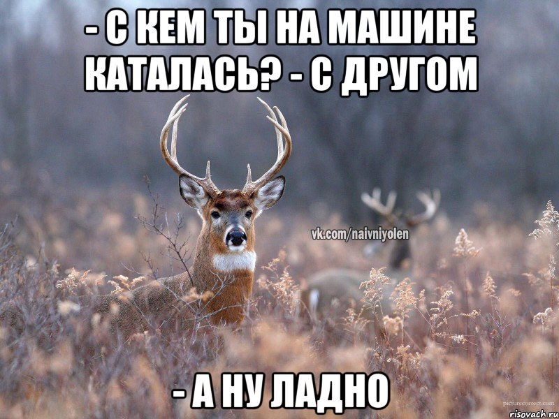 - С кем ты на машине каталась? - с другом - а ну ладно, Мем   Наивный олень