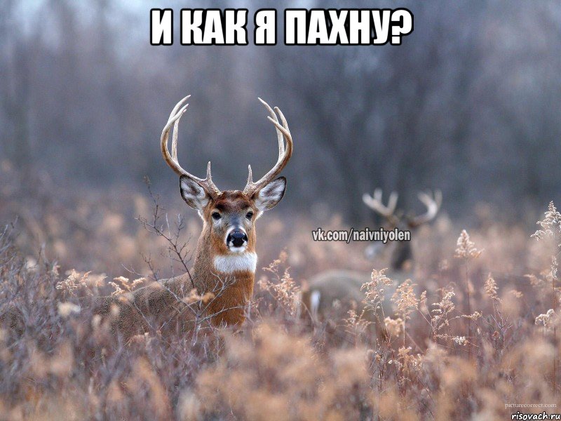 И как я пахну? , Мем   Наивный олень