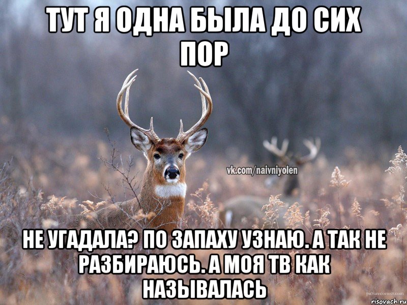 тут я одна была до сих пор не угадала? по запаху узнаю. А так не разбираюсь. А моя ТВ как называлась, Мем   Наивный олень