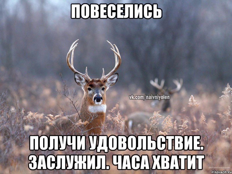 повеселись получи удовольствие. заслужил. часа хватит, Мем   Наивный олень