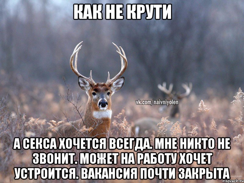 как не крути а секса хочется всегда. Мне никто не звонит. может на работу хочет устроится. Вакансия почти закрыта, Мем   Наивный олень