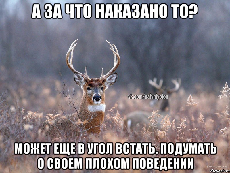 а за что наказано то? может еще в угол встать. подумать о своем плохом поведении, Мем   Наивный олень