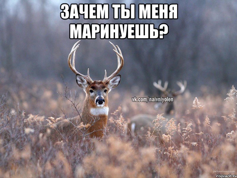 зачем ты меня маринуешь? , Мем   Наивный олень