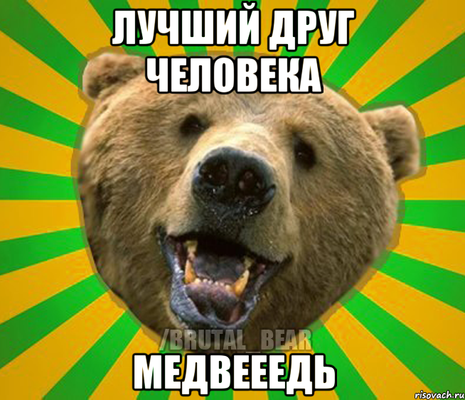 Лучший друг человека медвееедь, Мем Нелепый медведь