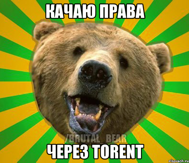 Качаю права Через TORENT, Мем Нелепый медведь