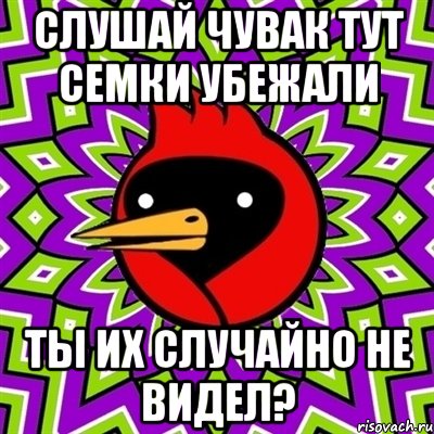 Слушай чувак тут семки убежали Ты их случайно не видел?, Мем Омская птица