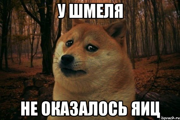 У шмеля Не оказалось яиц, Мем SAD DOGE