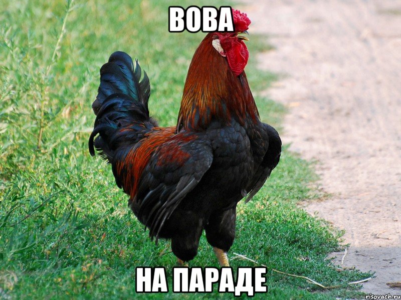 вова на параде