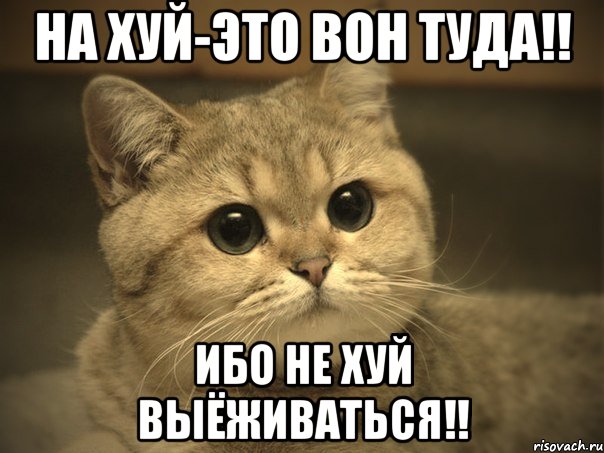 На хуй-это вон туда!! Ибо не хуй выёживаться!!, Мем Пидрила ебаная котик