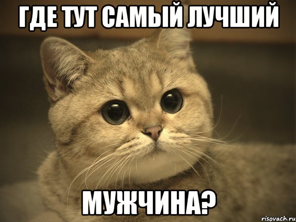 где тут самый лучший мужчина?, Мем Пидрила ебаная котик