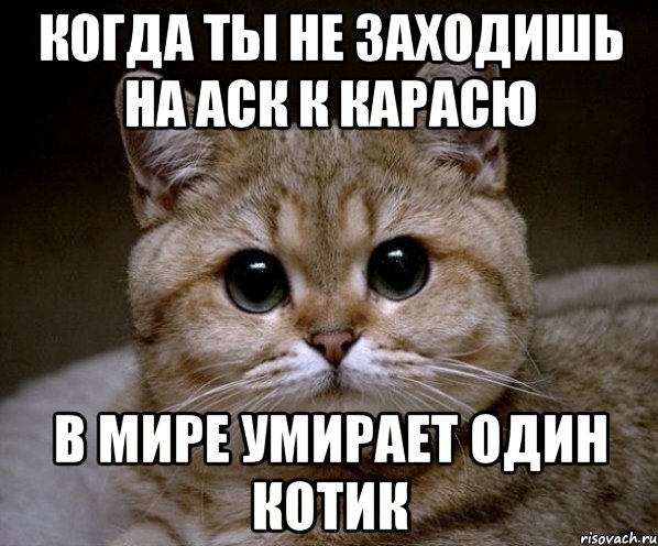 когда ты не заходишь на аск к карасю в мире умирает один котик, Мем Пидрила Ебаная