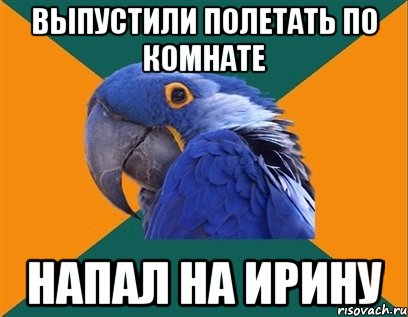 Выпустили полетать по комнате Напал на Ирину, Мем Попугай параноик