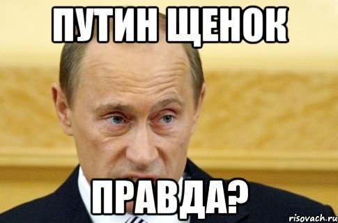 Путин щенок Правда?, Мем путин