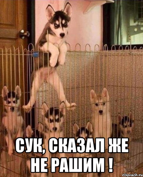  Сук, сказал же не рашим !