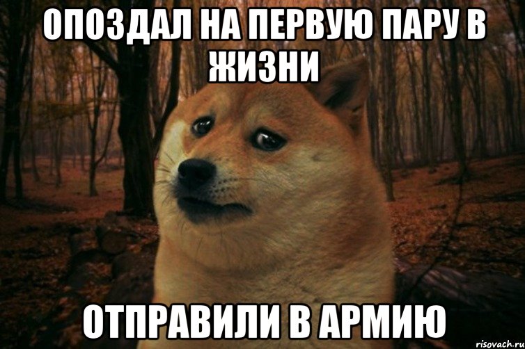 опоздал на первую пару в жизни отправили в армию, Мем SAD DOGE