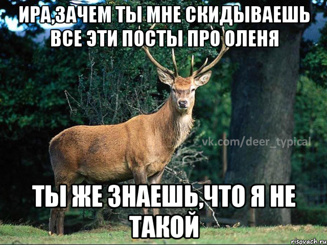 Ира,зачем ты мне скидываешь все эти посты про оленя ты же знаешь,что я не такой