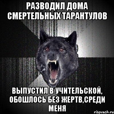 Разводил дома смертельных тарантулов Выпустил в учительской, обошлось без жертв,среди меня, Мем Сумасшедший волк