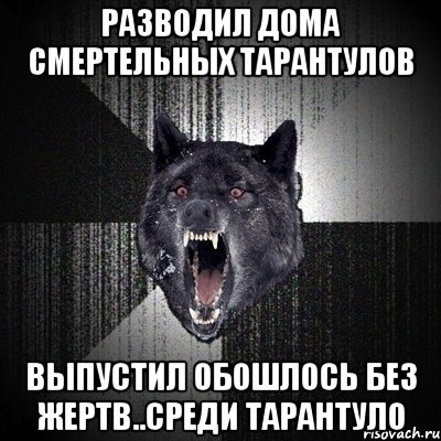 Разводил дома смертельных тарантулов Выпустил обошлось без жертв..Среди тарантуло, Мем Сумасшедший волк