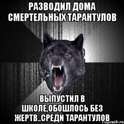 Разводил дома смертельных тарантулов Выпустил в школе,обошлось без жертв..среди тарантулов, Мем Сумасшедший волк