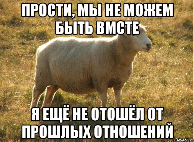 Прости, мы не можем быть вмсте Я ещё не отошёл от прошлых отношений, Мем Типичная овца