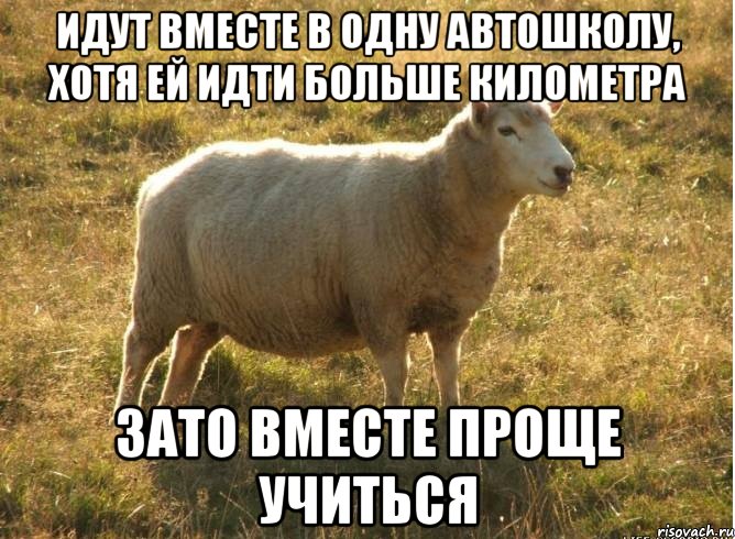 ИДУТ ВМЕСТЕ В ОДНУ АВТОШКОЛУ, ХОТЯ ЕЙ ИДТИ БОЛЬШЕ КИЛОМЕТРА ЗАТО ВМЕСТЕ ПРОЩЕ УЧИТЬСЯ, Мем Типичная овца