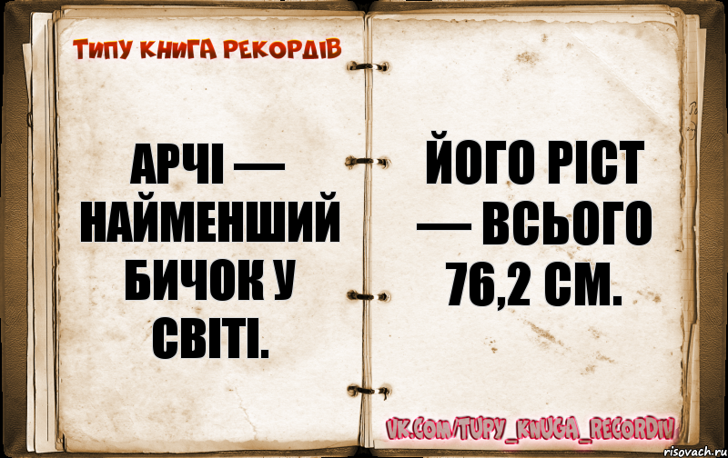 Арчі — найменший бичок у світі. Його ріст — всього 76,2 см.