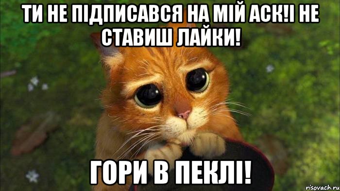 ти не підписався на мій аск!і не ставиш лайки! гори в пеклі!, Мем кот из шрека