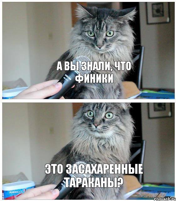 А вы знали, что финики Это засахаренные тараканы?, Комикс  кот с микрофоном