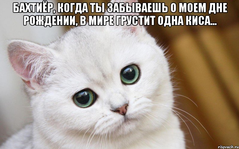 Бахтиёр, когда ты забываешь о моем дне рождении, в мире грустит одна киса... , Мем  В мире грустит один котик