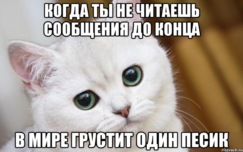 Когда ты не читаешь сообщения до конца в мире грустит один песик, Мем  В мире грустит один котик